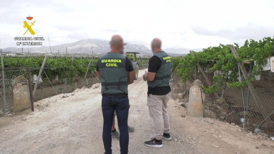 Detenidos dos hombres por robar 480 kilos de uva embolsada de una finca de Monforte del Cid