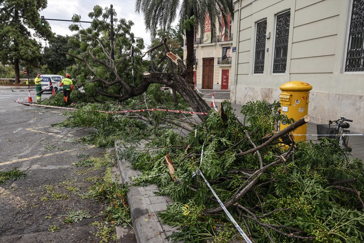 Un árbol caído en la calle de València debido a las lluvias.