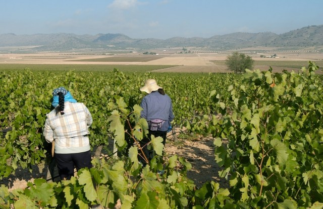 'Murcia Plaza' estrena la newsletter de Plaza Agro para llevar cada jueves la actualidad del sector al correo