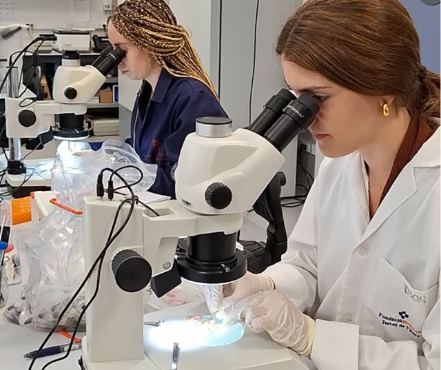 El Instituto de Acuicultura de Castellón evalúa en un estudio fármacos contra un parásito de la dorada