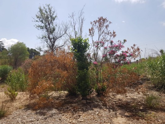 La Desembocadura del riu Millars es recupera dels últims incendis ocorreguts durant febrer i març