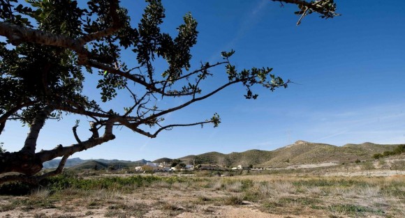 Cartagena recupera el algarrobo para combatir el abandono del secano: 50.000 euros y 60 hectáreas