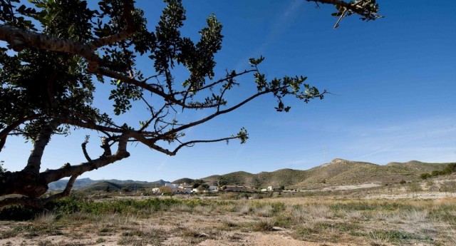 Cartagena recupera el algarrobo para combatir el abandono del secano: 50.000 euros y 60 hectáreas