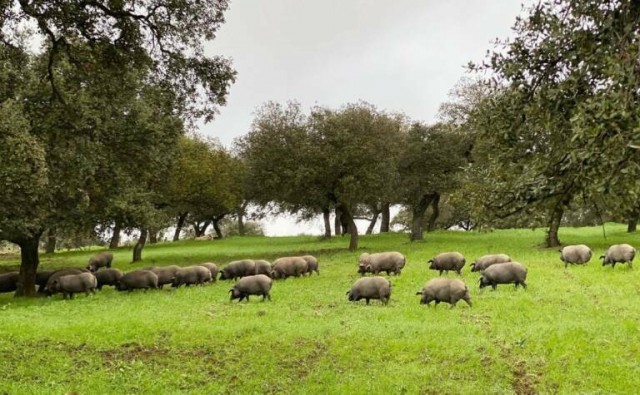 La murciana Porcisan absorbe su filial de ibéricos para optimizar las operaciones 