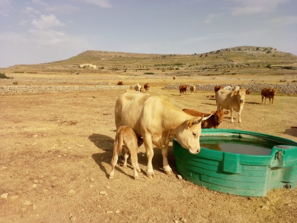 AVA-Asaja alerta de los daños por la sequía en Castellón: falta de agua para el ganado y mermas en almendras y aceitunas