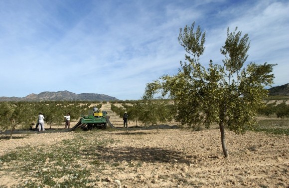 La Región adelanta cuatro semanas los anticipos de la PAC y abona 18 millones a 6.000 agricultores murcianos