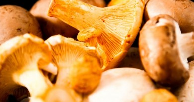 Boletus, la guía definitiva