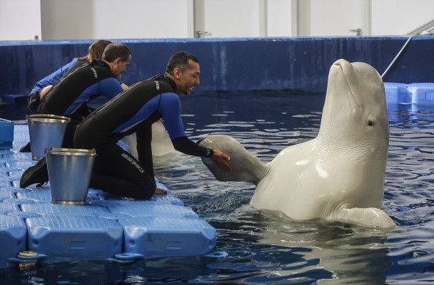 Las belugas rescatadas del acuario de Ucrania siguen su adaptación en el Oceanogràfic