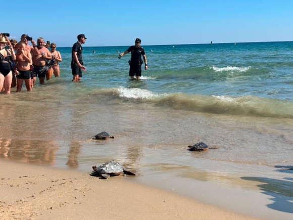 Cuatro tortugas bobas regresan al mar en el Carabassí de Elche tras crecer en el Oceanogràfic