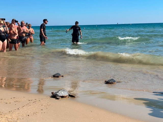 Cuatro tortugas bobas regresan al mar en el Carabassí de Elche tras crecer en el Oceanogràfic