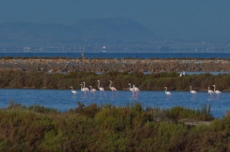 Naturaleza y fauna se dan la mano en la Región de Murcia: los santuarios donde la vida silvestre encuentra su refugio