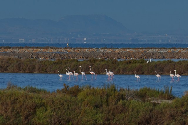 Naturaleza y fauna se dan la mano en la Región de Murcia: los santuarios donde la vida silvestre encuentra su refugio