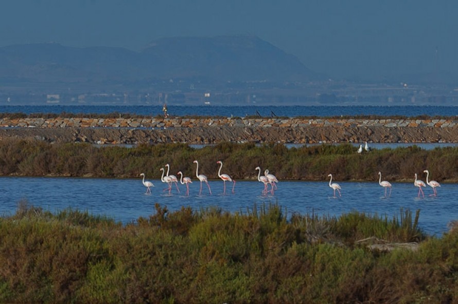 Naturaleza y fauna se dan la mano en la Región de Murcia: los santuarios donde la vida silvestre encuentra su refugio