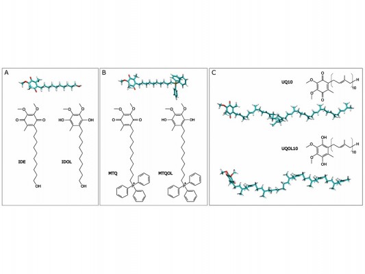 Un estudio de la UMH muestra moléculas más solubles con una función antioxidante más completa