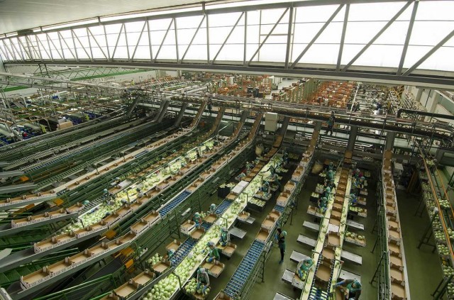 Primaflor, el gigante agrícola con raíces en Águilas, compra Zanobeet para ganar presencia en hortalizas y tubérculos
