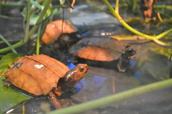 Terra Natura Benidorm se incorpora a la red de Centros de Rescate CITES para especies protegidas