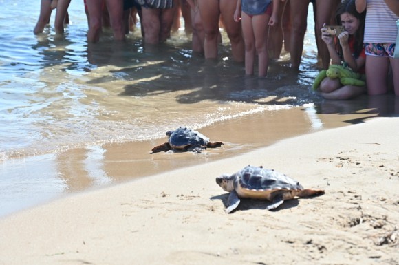 Cinco tortugas marinas regresan al Mediterráneo un año después de nacer en El Campello