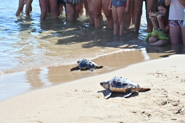 Cinco tortugas marinas regresan al Mediterráneo un año después de nacer en El Campello