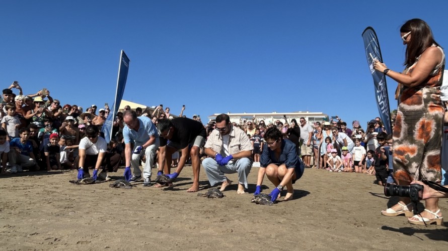 La Fundación Azul Marino devuelve al mar cinco tortugas bobas nacidas hace un año en la playa de Alcossebre