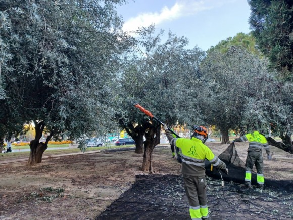 Murcia producirá 8.000 litros de aceite con los olivos municipales que irán destinados a causas solidarias