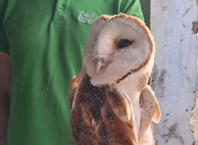 Calblanque se alza como territorio preferente para las rapaces nocturnas y aloja el primer nido de lechuza