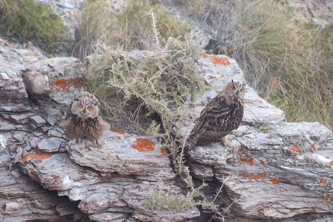 Pollos de búho real en Cabezo de Escucha en el Parque Regional de Calblanque. - Foto: CARM Pollos de búho real en Cabezo de Escucha en el Parque Regional de Calblanque.