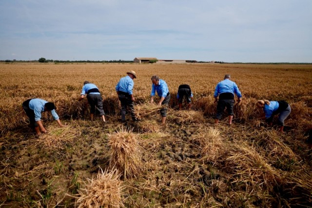 La Fiesta de la Siega de la D.O. Arroz de Valencia reúne en Catarroja a más de 4.000 personas