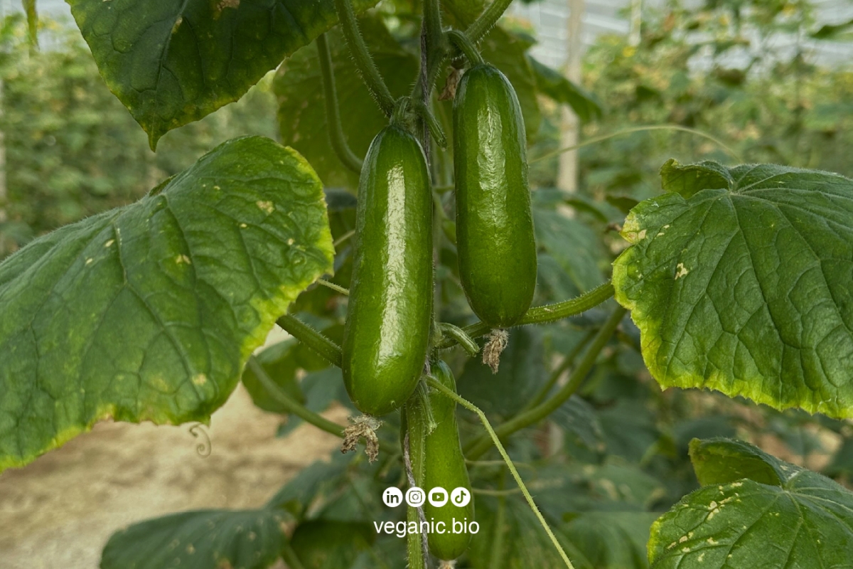 Foto: VEGANIC