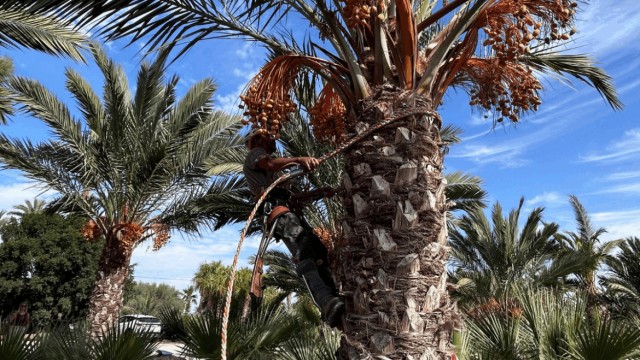 La campaña de producción de dátil de Elche este año se sitúa entre 50 y 60 toneladas