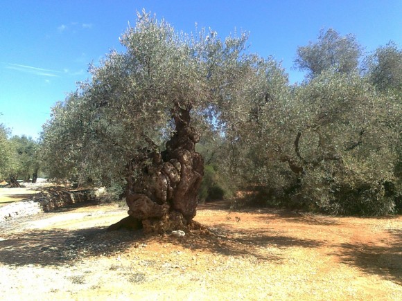 Economía, patrimonio y turismo: los olivos milenarios, uno de los atractivos del interior de Castellón