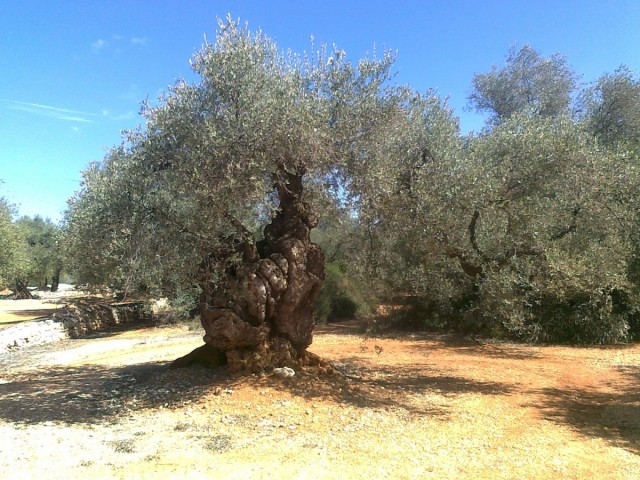 Economía, patrimonio y turismo: los olivos milenarios, uno de los atractivos del interior de Castellón
