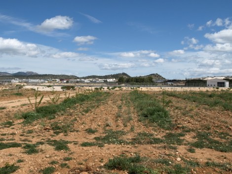 Cartagena quiere recuperar el granado en la zona oeste y extender su cultivo al Campo de Cartagena