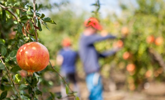 Ferran Adrià apadrinará la campaña de la Granada Mollar de Elche, que estará presente en Fruit Attraction