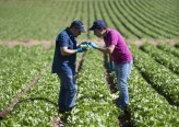 Nace Agralma, el nuevo macrogrupo agrícola fruto de la unión de Agrupapulpí, Fuencampo y las murcianas Amaco y Natveg