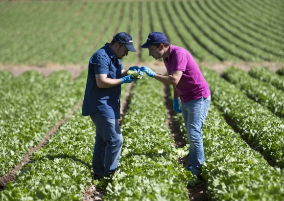 Nace Agralma, el nuevo macrogrupo agrícola fruto de la unión de Agrupapulpí, Fuencamo y las murcianas Amaco y Natveg