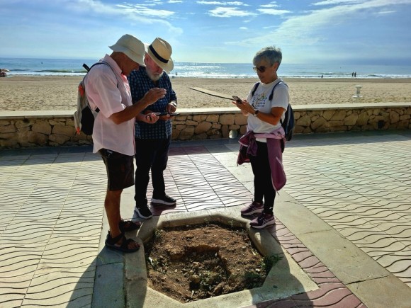 Radiografía del arbolado de El Campello: cientos de alcorques vacíos y árboles en riesgo