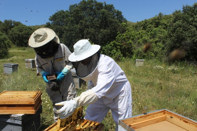 La Unió alerta de una merma de más del 40% en la producción de miel por la sequía y la presión del abejaruco
