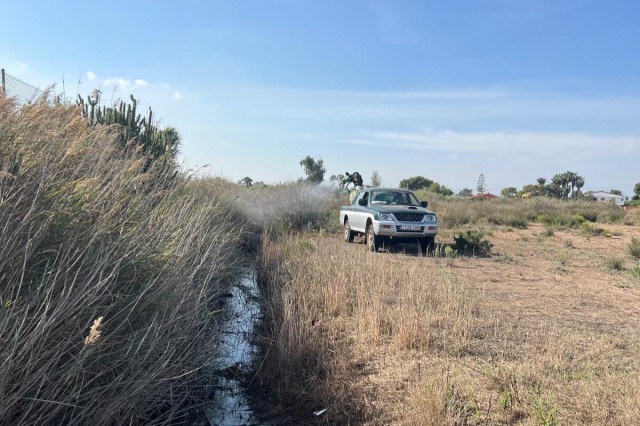 Castelló activa un plan especial contra mosquitos tras las lluvias con atención al Pinar o la Marjalería