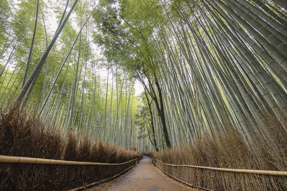 El bosque de bambú de Arashiyama - Olga Briasco El bosque de bambú de Arashiyama