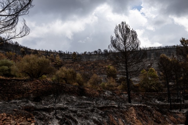 El Consell toma razón del informe sobre actuaciones para recuperar zonas forestales quemadas en 2026