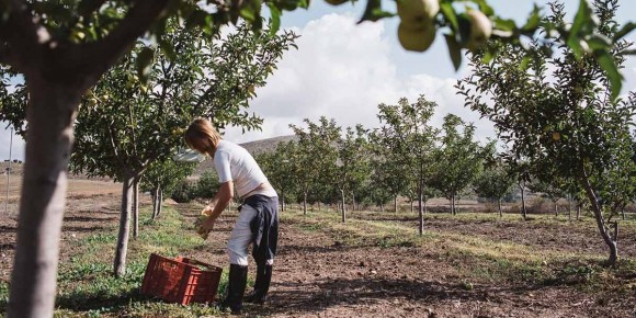 La agricultura regenerativa busca abrirse paso en la Región con un plan de transición de tres años