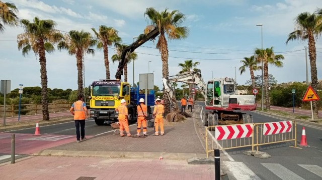 El Consell trasplanta 67 palmeras para mejorar la seguridad vial en la CV-821 a su paso por Mutxamel
