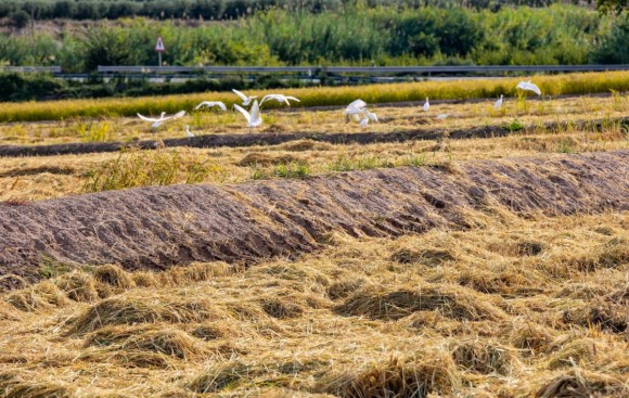 Cuando llega el mes de la siega en Calasparra: un viaje en imágenes por los paisajes dorados de los arrozales 