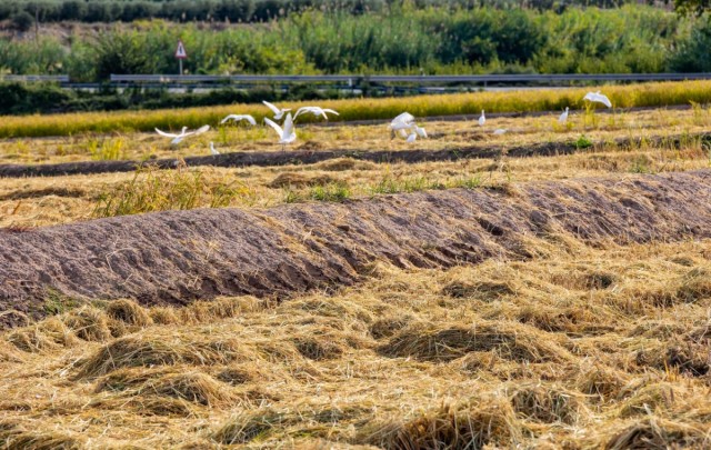 Cuando llega el mes de la siega en Calasparra: un viaje en imágenes por los paisajes dorados de los arrozales 