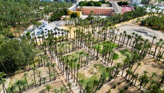 De la Fireta del Camp d'Elx a la 'Fira' y del Oasis en la UMH al entorno del Hort del Gat: planes de crecimiento