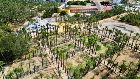 De la Fireta del Camp d'Elx a la 'Fira' y del Oasis en la UMH al entorno del Hort del Gat: planes de crecimiento