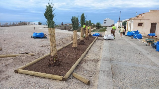 Alicante renueva zonas ajardinadas de la isla de Tabarca e incorpora nuevas palmeras