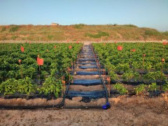El Mirador ensaya en San Javier nuevas técnicas para cultivar con menos agua y fitosanitarios