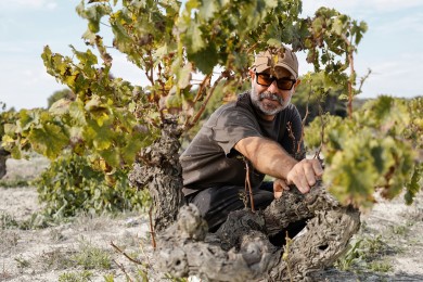 Celler Les Basses: el despertar de las cepas que sueñan con el mar de Alicante