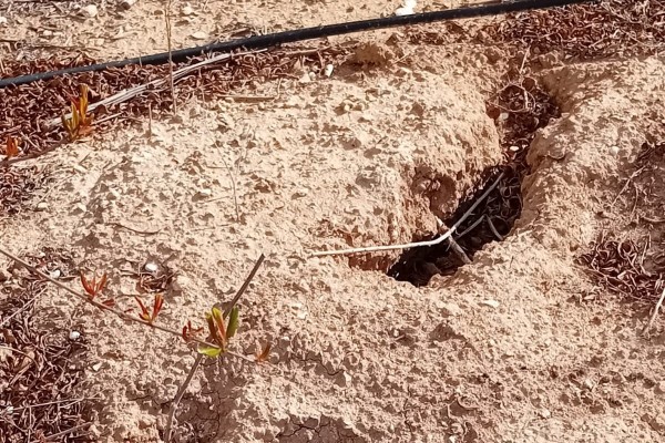 La Unió critica que Agricultura no prevé compensar daños por fauna cinegética como había anunciado